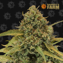 Bad Azz Kush - Barney's Farm - Stock Renewal