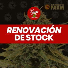 Bad Azz Kush - Barney's Farm - Renovación de Stock