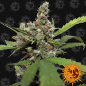 CBD Blue Shark - Barney's Farm - Renovación de Stock