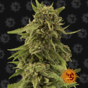 CBD Critical Cure - Barney's Farm - Renovación de Stock