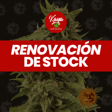 CBD Critical Cure - Barney's Farm - Renovación de Stock