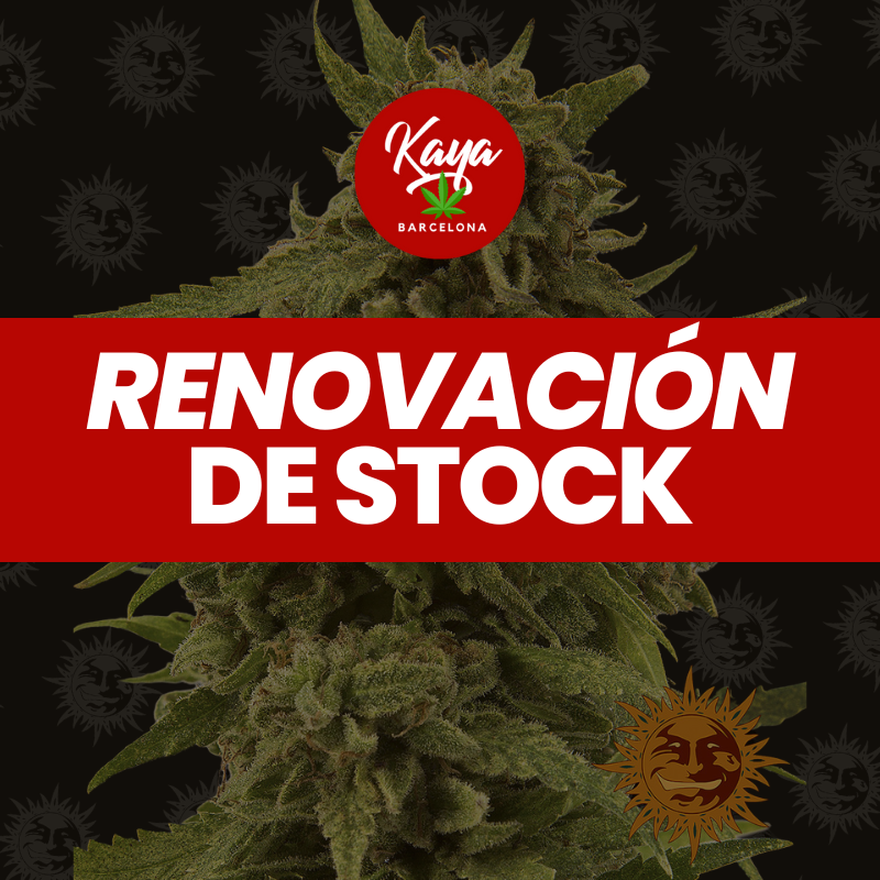 CBD Critical Cure - Barney's Farm - Renovación de Stock