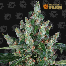 Laughing Buddha - Barney's Farm - Stock Renewal