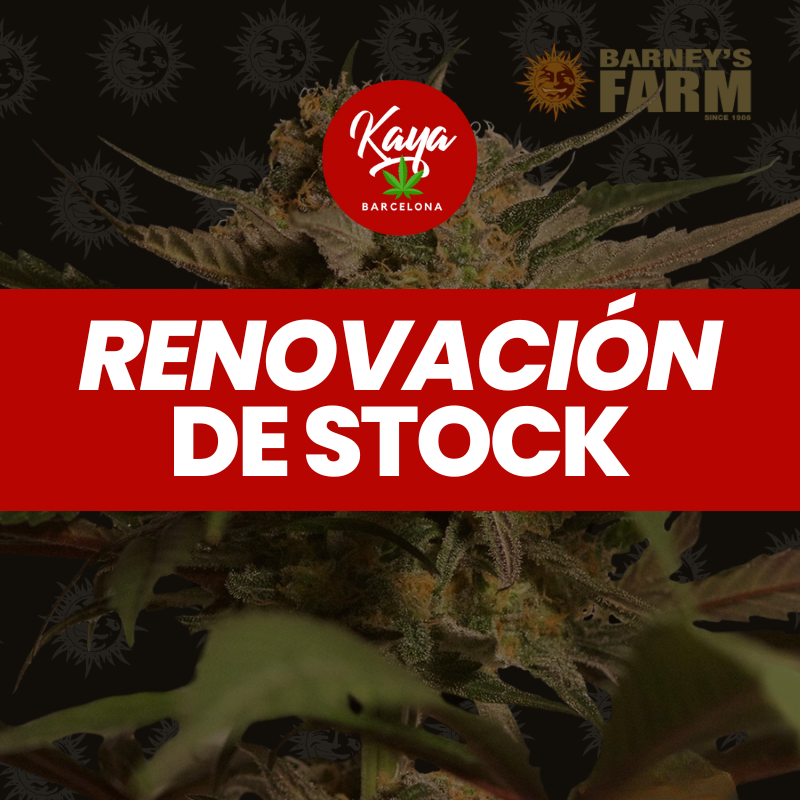 Violator Kush - Barney's Farm - Renovación de Stock