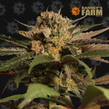 Violator Kush - Barney's Farm - Renovación de Stock