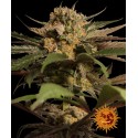 Violator Kush - Barney's Farm - Stock Renewal