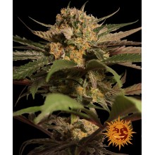 Violator Kush - Barney's Farm - Stock Renewal