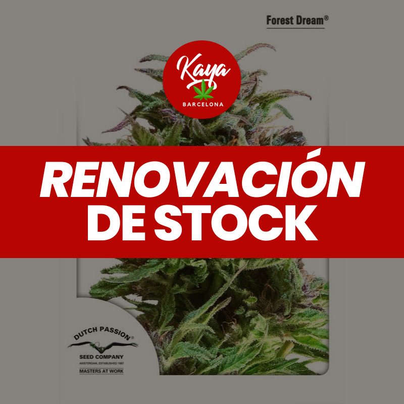 Forest Dream - Dutch Passion - Renovación de Stock