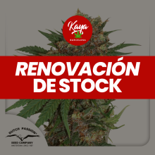 Master Kush - Dutch Passion - Renovación de Stock