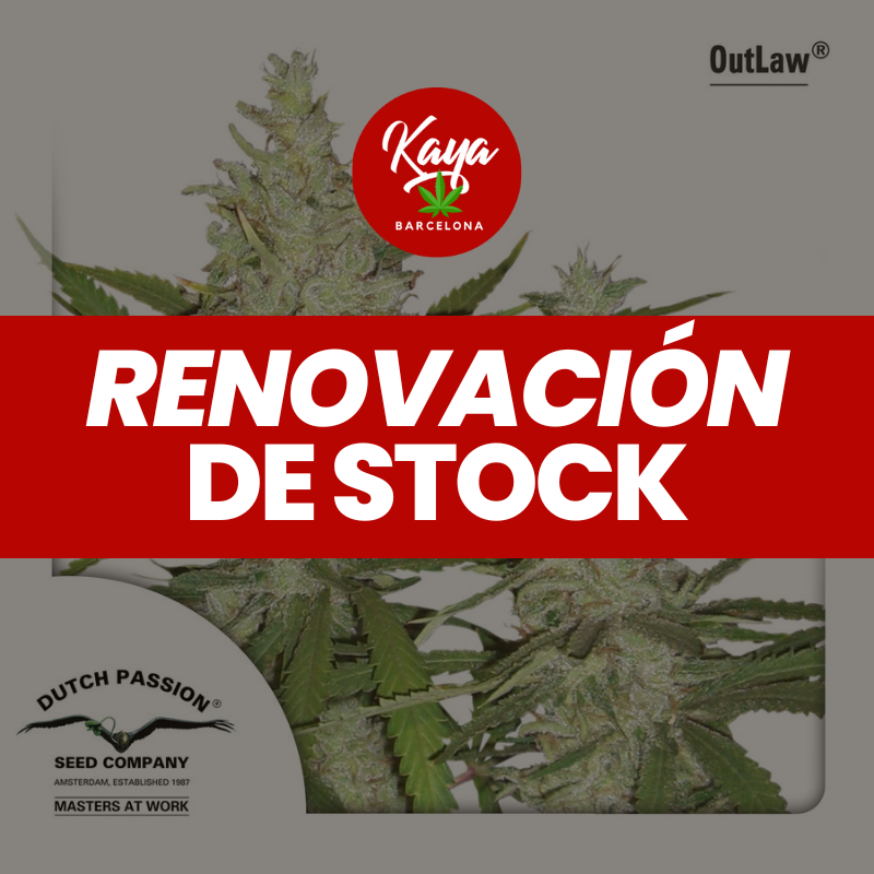 OutLaw Amneisa - Dutch Passion - Renovación de Stock