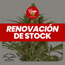 Snow Bud - Dutch Passion - Stock Renewal