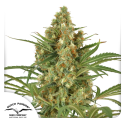 Snow Bud - Dutch Passion - Stock Renewal