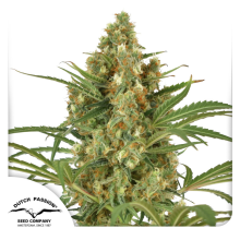 Snow Bud - Dutch Passion - Renovación de Stock