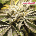 Canadian Kush - Medical Seeds - Renovación de Stock