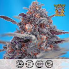 Auto Devil Cream - Sweet Seeds - Renovación de Stock