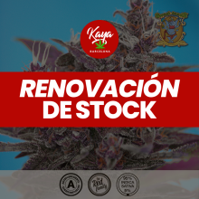 Auto Black Cream - Sweet Seeds - Renovación de Stock