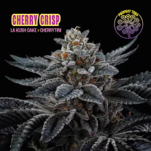 Cherry Crisp - Perfect Tree