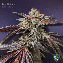 RuntzMattazz - TH Seeds