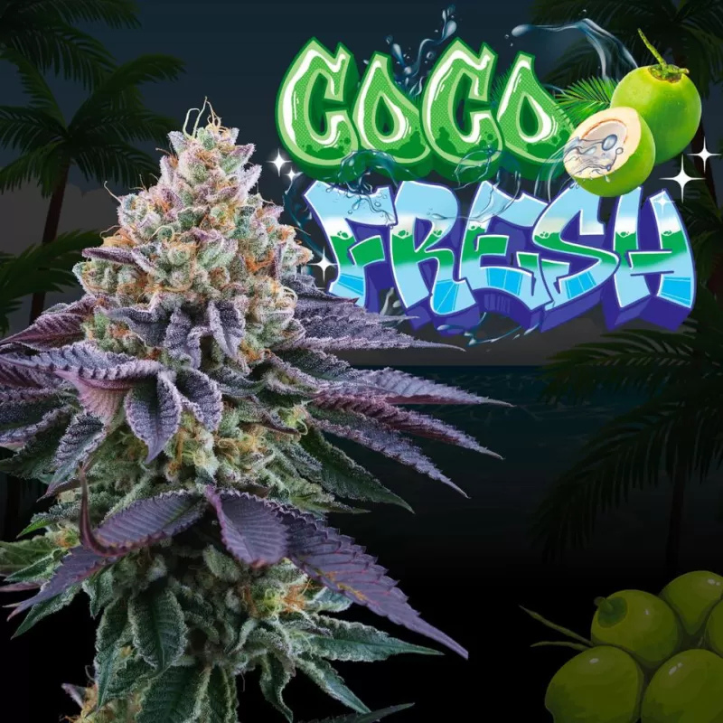 Coco Fresh - Perfect Tree