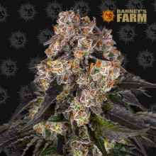 Girl Scout Cookies - Barney's Farm