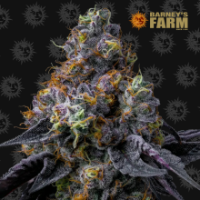 Rainbow Sherbet - Barney's Farm