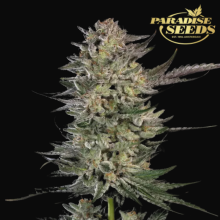 Candy Breath - Paradise Seeds