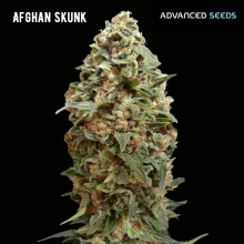 Afghan Skunk - Advanced Seeds