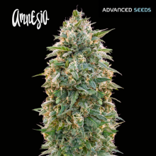 Amnesia - Advanced Seeds