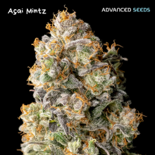 Acai Mintz - Advanced Seeds