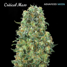 Critical Mass - Advanced Seeds