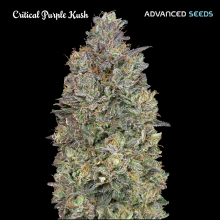 Critical Purple Kush - Advanced Seeds