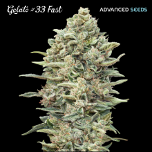 Gelato 33 Fast - Advanced Seeds