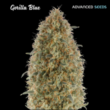 Gorilla Blue - Advanced Seeds