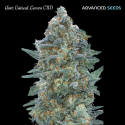 Auto Critical Lemon CBD - Advanced Seeds