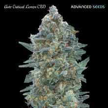 Auto Critical Lemon CBD - Advanced Seeds