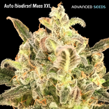 Auto BioDiesel Mass XXL - Advanced Seeds