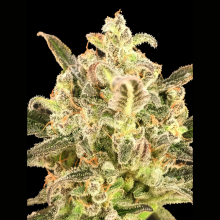 Auto BioDiesel Mass XXL - Advanced Seeds