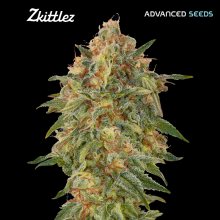 Zkittlez - Advanced Seeds