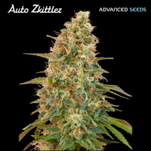 Auto Zkittlez - Advanced Seeds