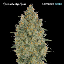 Strawberry Gum - Advanced Seeds