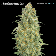 Auto Strawberry Gum - Advanced Seeds