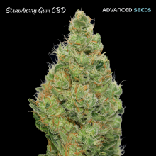 Strawberry Gum CBD - Advanced Seeds