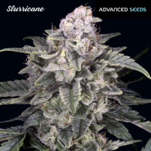 Slurricane - Advanced Seeds