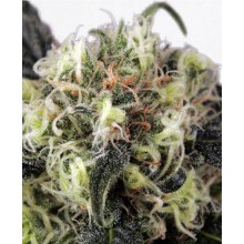 Snow Bud - Dutch Passion - Renovación de Stock