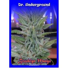 Brooklyn Mango fem - Dr. Underground