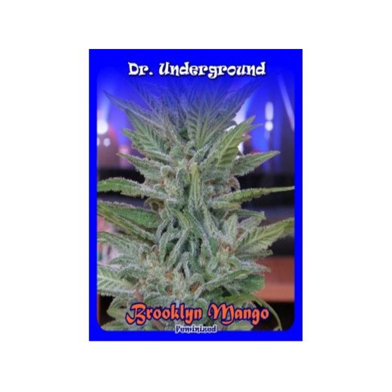 Brooklyn Mango fem - Dr. Underground