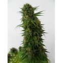 Snow Bud - Dutch Passion - Renovación de Stock