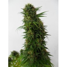 Snow Bud - Dutch Passion - Stock Renewal