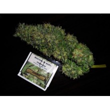 Snow Bud - Dutch Passion - Renovación de Stock