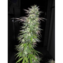 Snow Bud - Dutch Passion - Stock Renewal